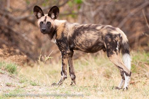 chien sauvage afrique